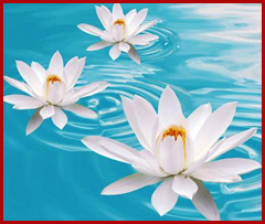 LOTUS-ON-BLUE-WATER