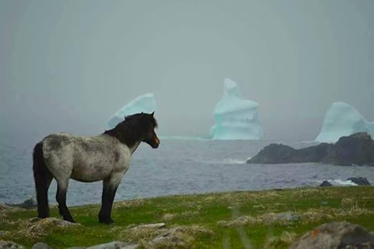 Horse and icebergs