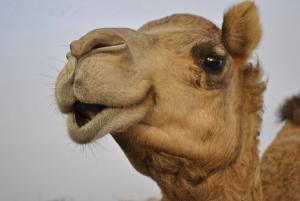 860_Camel_PB