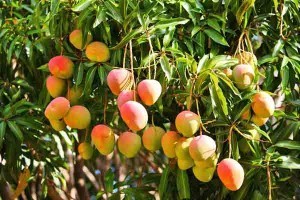 Mangos ripe on the tree