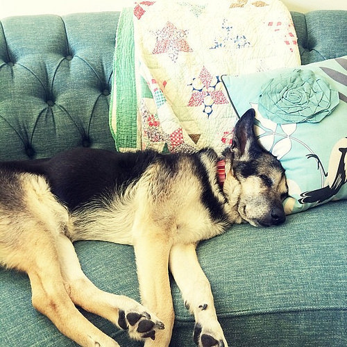 Someone else is digging the new teal couch too. Bella dog is going to be 14yrs old this week. She's recently deaf and has survived all of her 14 years with Vonwillibrands disease (it's like doggie hemophilia) along with some other issues. These days, she