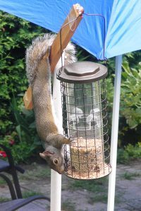 Grey squirrel on squirrel proof feeder?????????