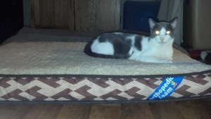 Dog-Cat Bed
