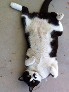 The cat loves a warm patio in the winter.