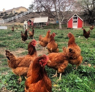 chickens31
