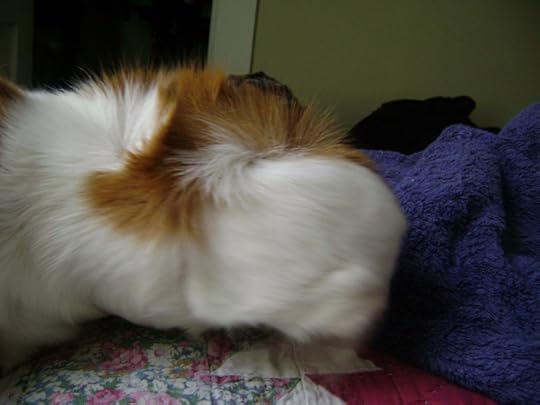 It’s just funny to me that several of the early Fear Street books only have tenuous ties to the street. When did R.L. Stine decide that he should figure out its history and start cultivating some weird evil and misspellings? 