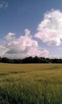 The sweet silver song of a lark