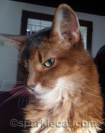 Sponsoring kitties is one of my human's favorite ways to donate