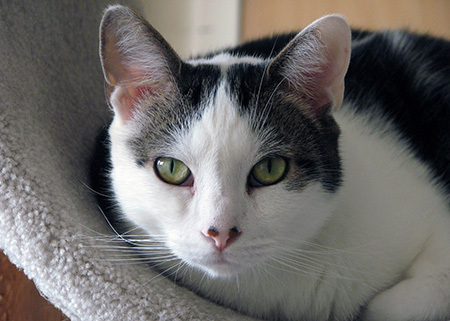 Doesn't Patch have a sweet face?