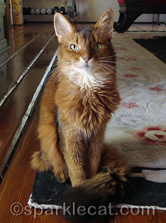 I always am happy to help cat rescues!