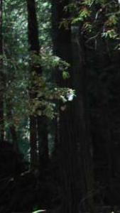 evening comes in forest