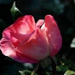 Pink Rose