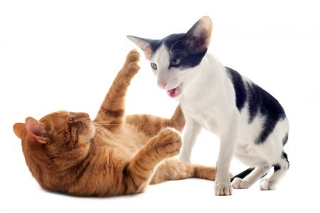 aggression_between_cats