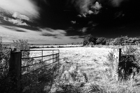 In the Marshlands