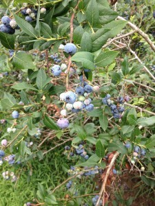 blueberries