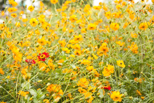 Cosmos bright lights