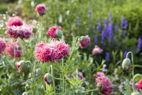 Heirloom poppies from Monticello
