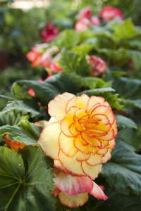Tuberous begonia