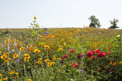 Flowerbed along road 6