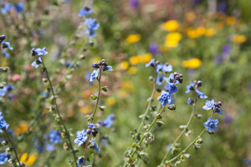 Forget me Nots