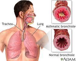 lungs bronchioles