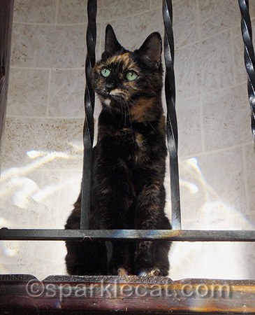 This is her wistful look - does not fool me but it does fool the humans