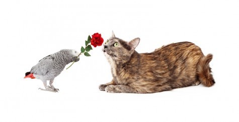 cat_and_bird