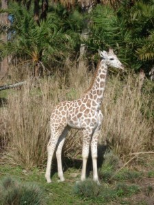 Enjoying the Serengeti
