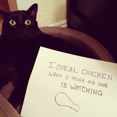 chicken-shame