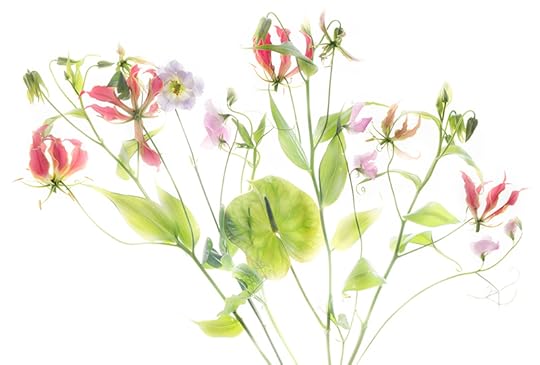 Gloriosa Bouquet © Harold Davis