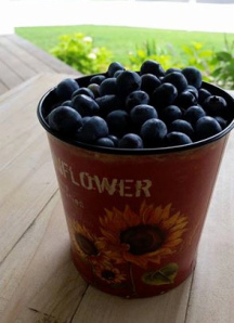 Freshly picked blueberries at Becca's farm in Cape Cod.