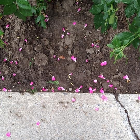 Fushia #life #laviemefascine #magie #montreal #pmr