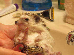 Pwease hoomin, no more baffs!