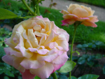 Historic Gardens roses