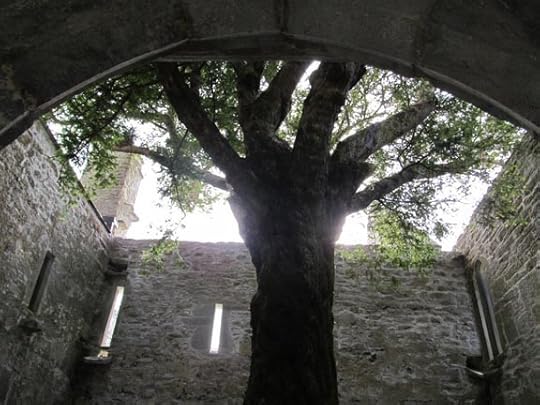 I took this photo in June in the ruins of Muckross Abbey, Killarney, Ireland. The tree, planted by Franciscan monks almost 600 years ago, is a common yew of the kind used for shrubbery in the U.S.