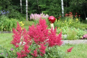 Two colors of Astilbe flanking the gazing ball