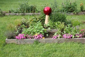 Calendulas, impatiens and nasturtiums are flowering or about to with zinnias and glads not far behind.