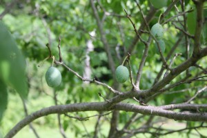 Can't wait until these turn purple.