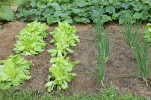 Lettuce begin, shall we?