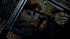 Rise_of_the_Planet_of_the_Apes_01