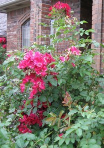 Linda healthy bush