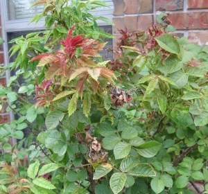 Linda sick leaves
