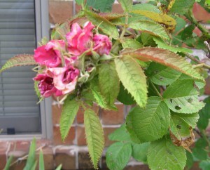 Linda sick bloom