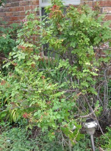 Linda sad bush