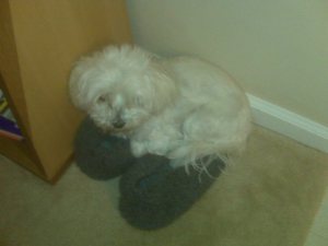 I am a professional slipper warmer.