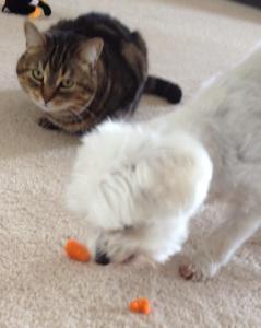 I take harmful food away from the cats, for their protection. 