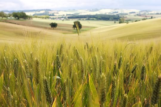 Wheat country from Flickr via Wylio