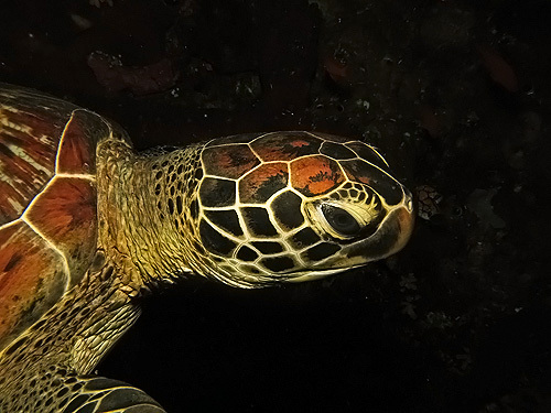 Giant turtles longer than humans are common residents of Bunaken waters.