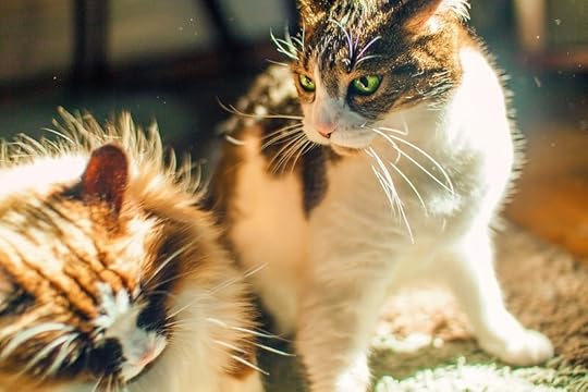 Cats and healthy boundaries