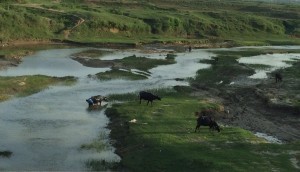 washing cows in bihar